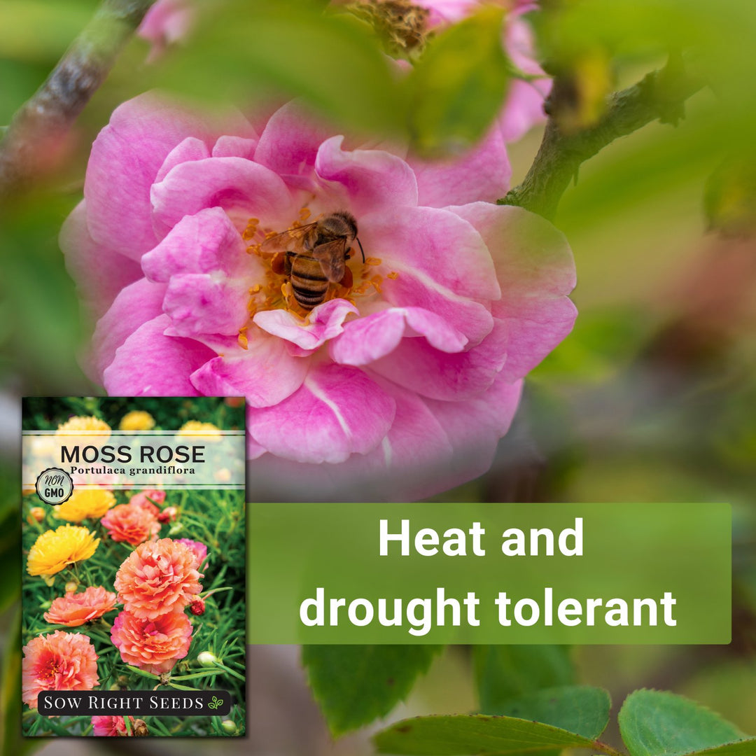 moss rose seeds home depot Moss Rose Seeds