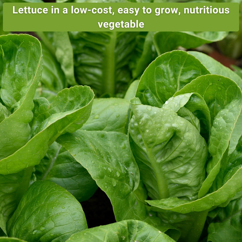 Large Lettuce Collection