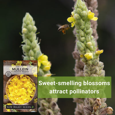 Mullein Seeds