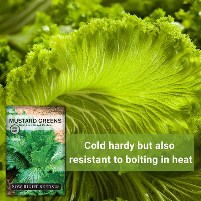 Southern Giant Curled Mustard Greens Seeds