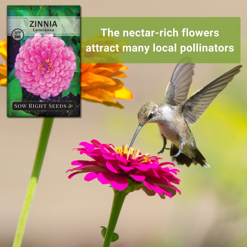 luminosa zinnia seeds the nectar-rich flowers attract many local pollinators