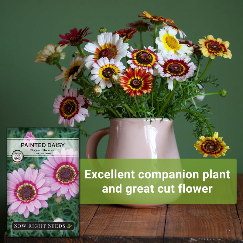 painted daisy seeds excellent companion plant and great cut flower