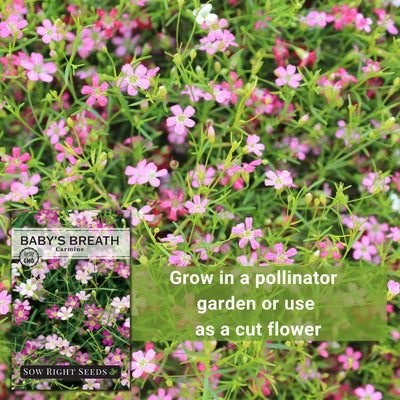carmine baby's breath seeds grow in a pollinator garden or use as a cut flower