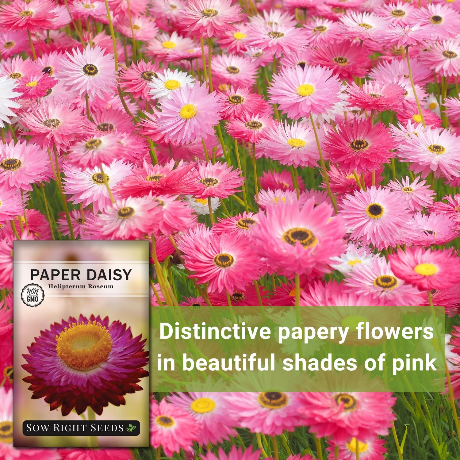 paper daisy flower seeds Sow Right Seeds -Paper Daisy Flower Seeds for Planting, Beautiful Flowers to Plant in Your Garden Non-GMO Heirloom Seeds Wonderful Gardening Gifts