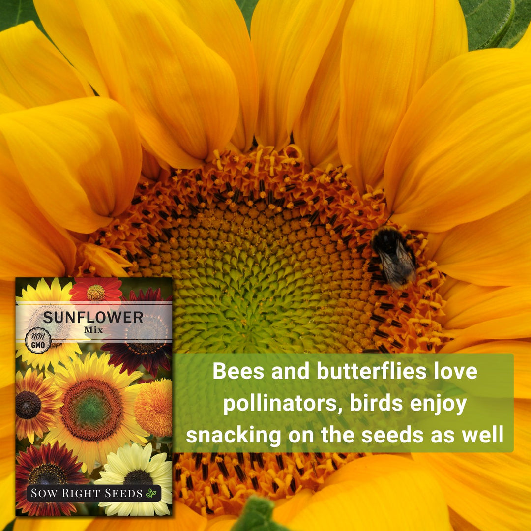sunflower potting mix Mixed Sunflower Seeds for Planting