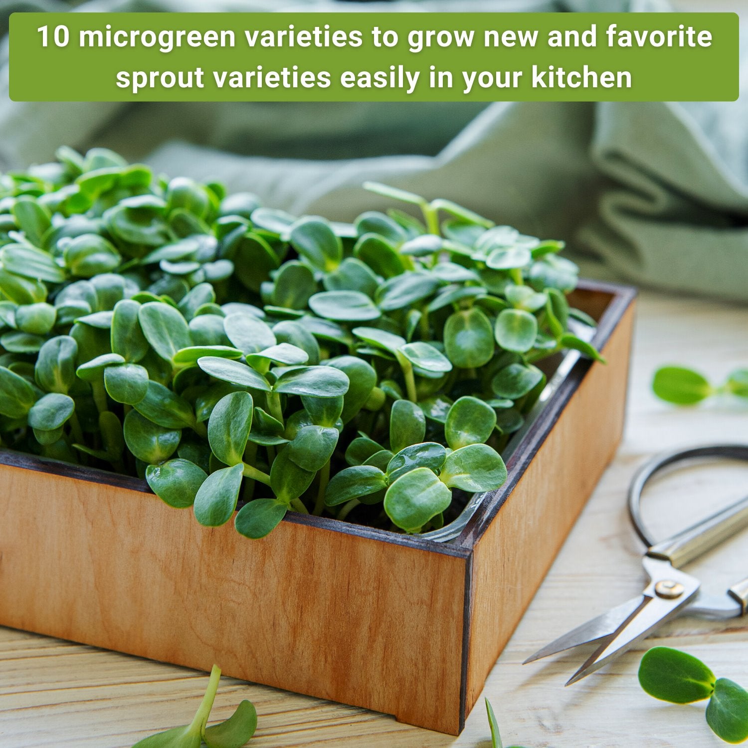 14+ Bulk Microgreen Seeds Australia Large Microgreen Seed Collection for Sprouting - Tasty Varieties – Sow