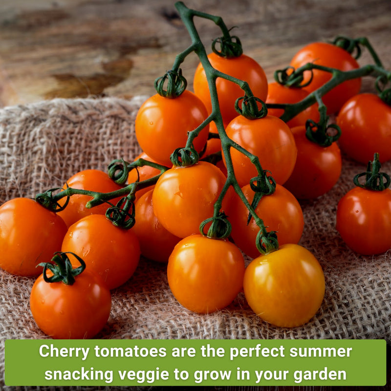cherry tomato collection cherry tomatoes are the perfect summer snacking veggie to grow in your garden