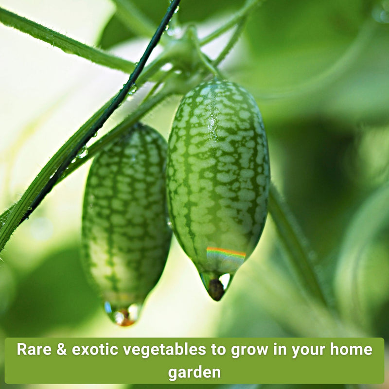 rare vegetable collection rare and exotic vegetables to grow in your home garden