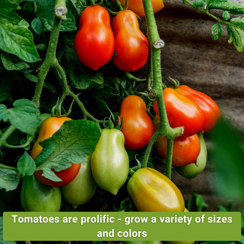 tomato 10 collection tomatoes are prolific, grow a variety of sizes and colors