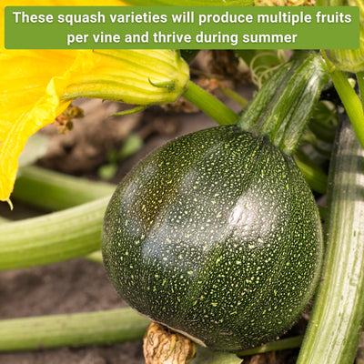summer squash collection these squash varieties will produce multiple fruits per vine and thrive during summer