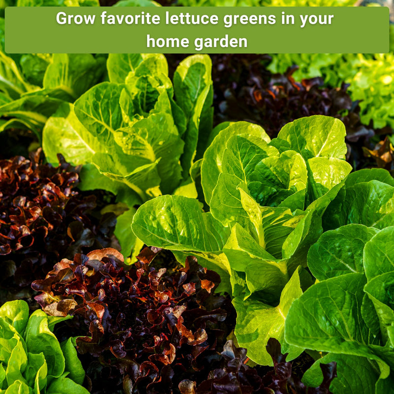 small lettuce collection grow favorite lettuce greens in your home garden