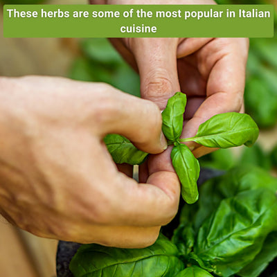 italian herb collection these herbs are some of the most popular in italian cuisine