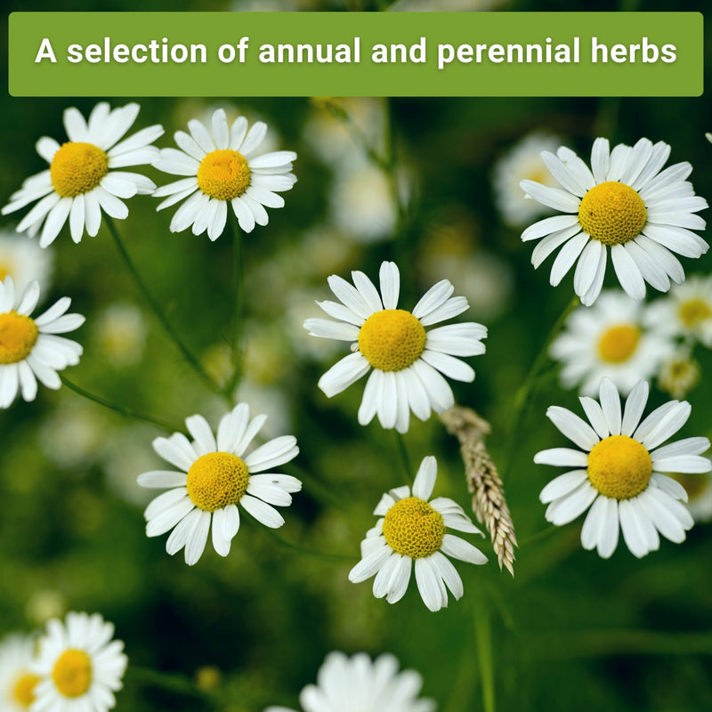 15 herb collection a selection of annual and perennial herbs