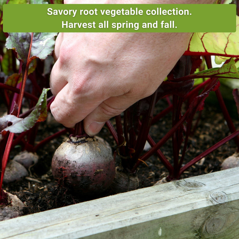 savory root vegetable collection harvest all spring and fall