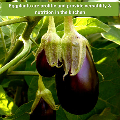Eggplant Collection