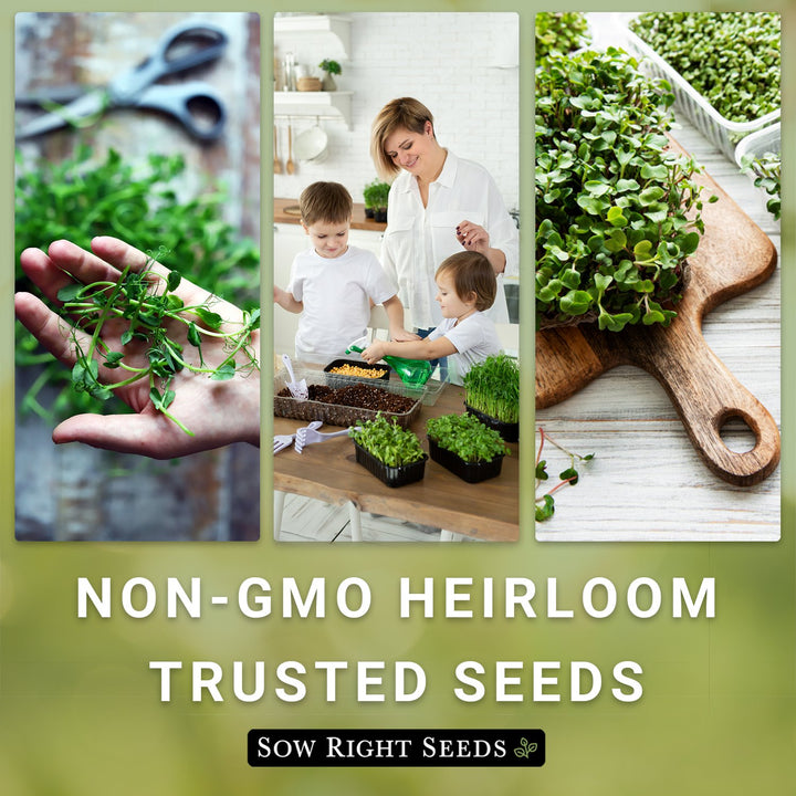 micro garden seeds Garden Pea Microgreen Seeds for Sprouting