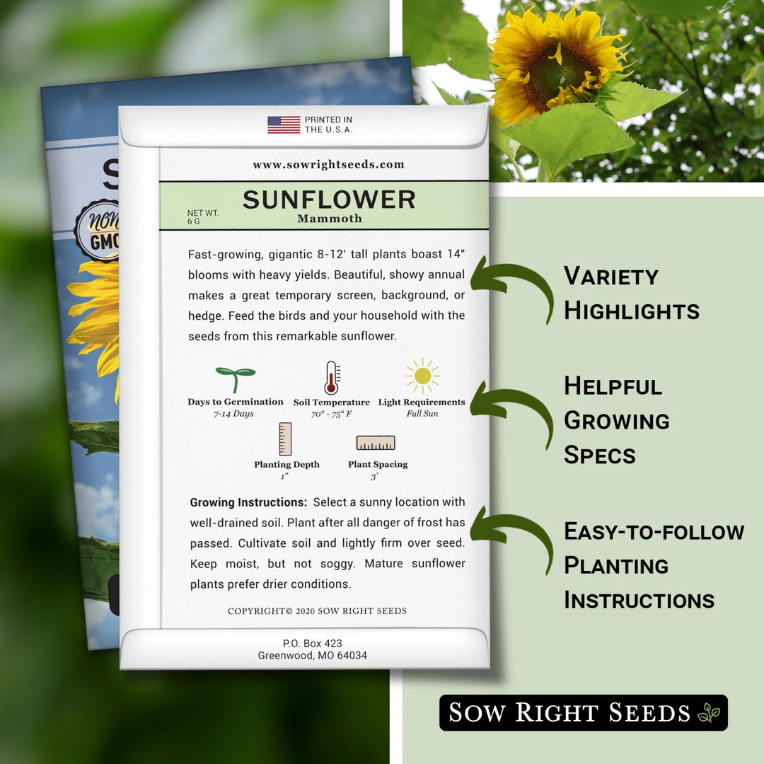 best month to plant sunflower seeds Mammoth Sunflower Seeds for Planting
