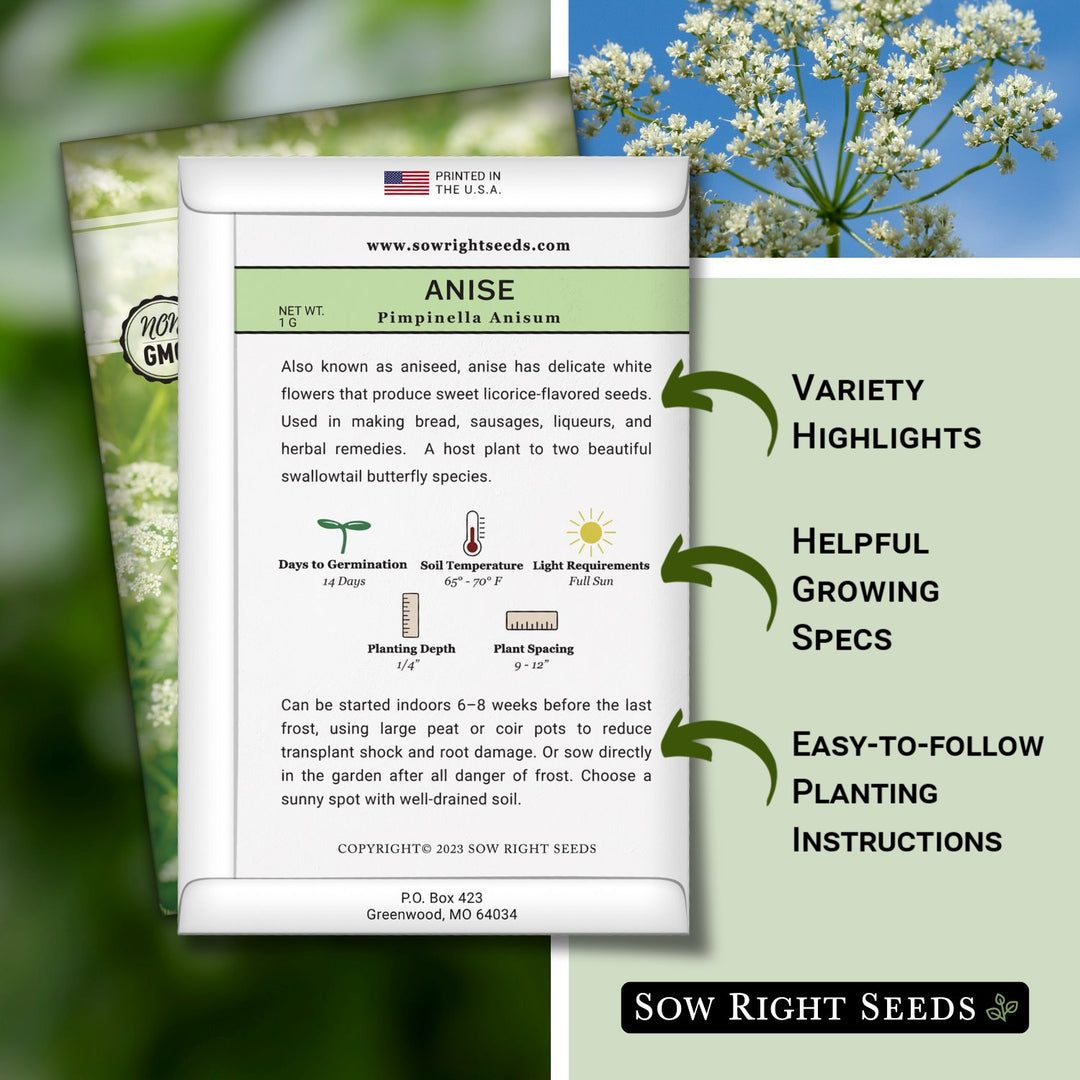 where to buy anise seeds for planting Sow Right Seeds - Anise Seed for Planting - Aromatic Culinary Herb to Plant Your Home Herb Garden - Indoors or Outdoors - Swallowtail Host Plant