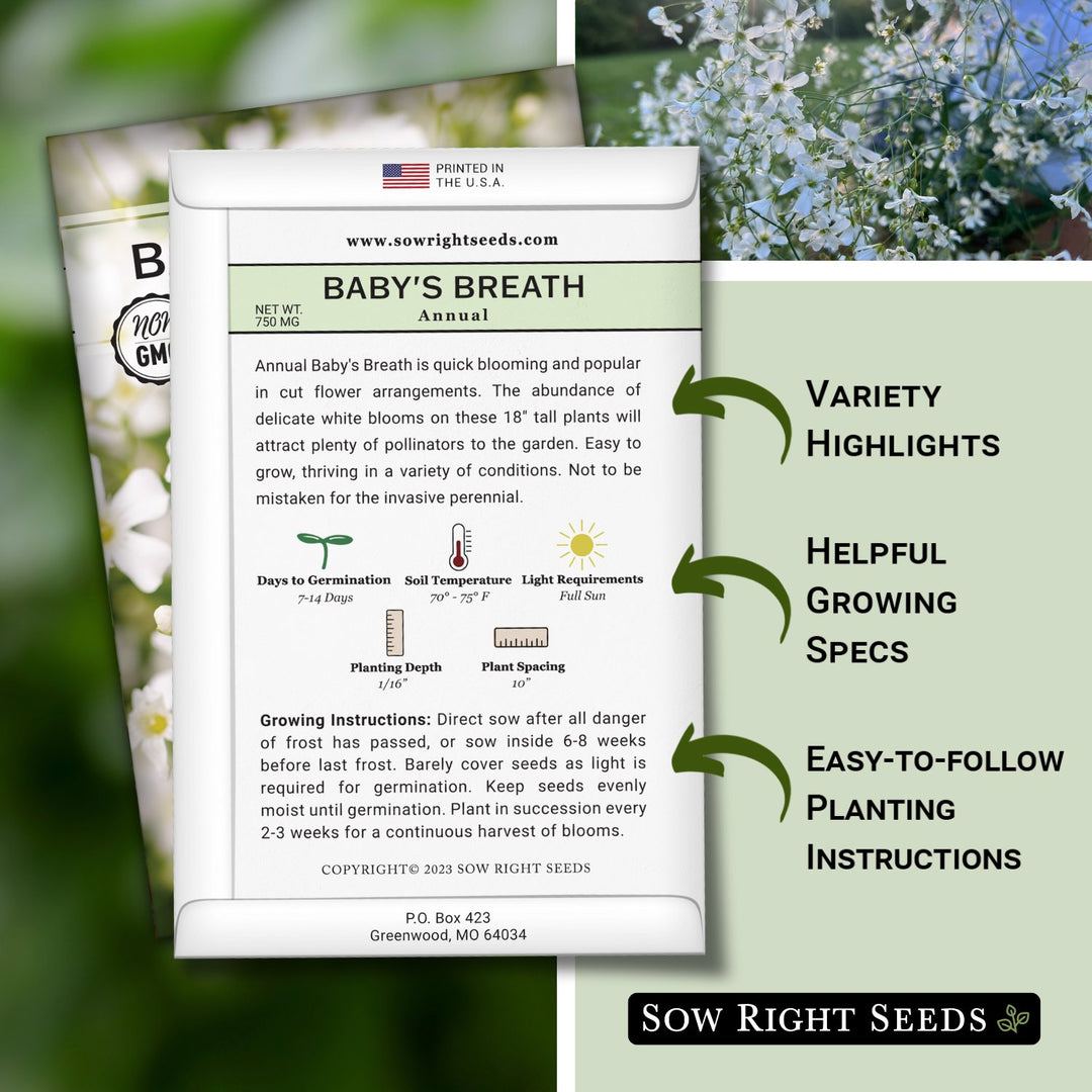 planting baby's breath seeds Annual Baby's Breath Seeds for Planting