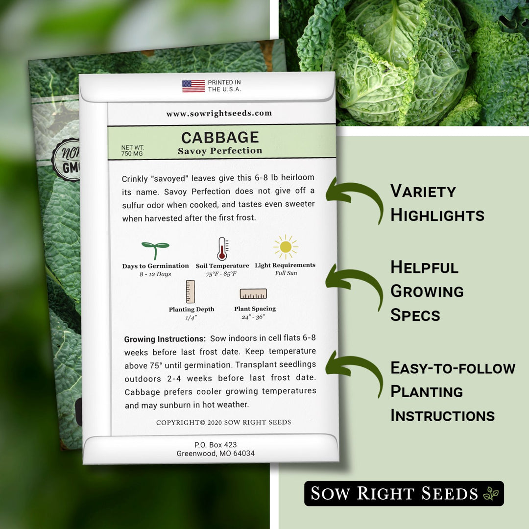How To Plant And Grow Savoy Cabbage | Gardener's Path