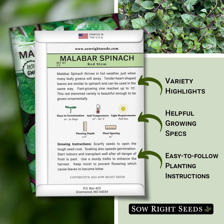 planting malabar spinach seeds Red Stem Malabar Spinach Seeds