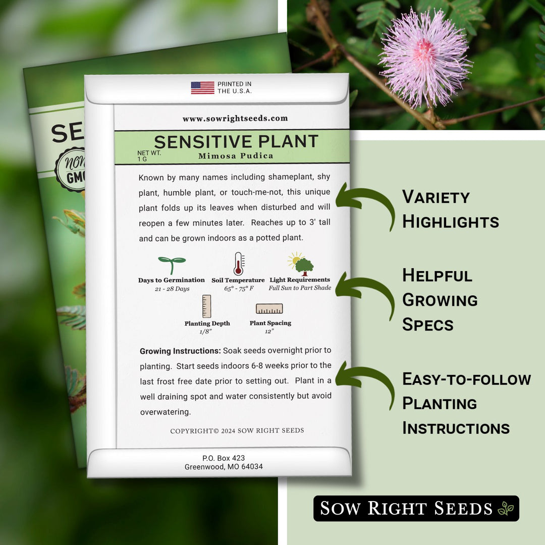 seeds of touch me not plant Sensitive Plant Seeds