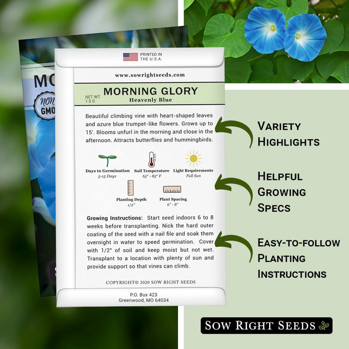 morning glory from seeds indoors Heavenly Blue Morning Glory