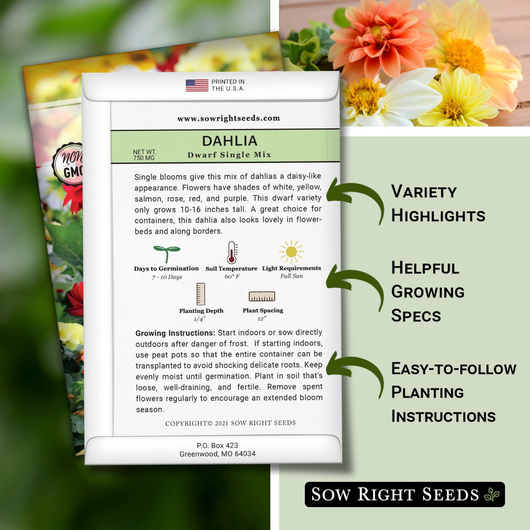sowing dahlia seeds indoors Dwarf Single Dahlia Mix Seeds