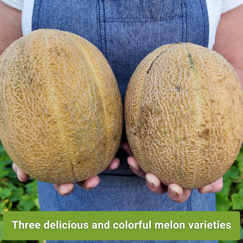 cantaloupe seed collection three delicious and colorful melon varieties