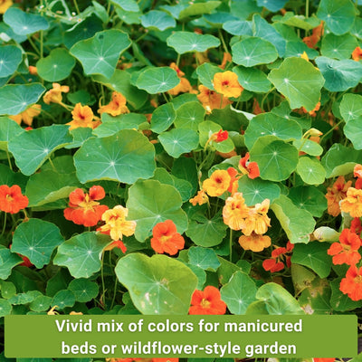 nasturtium seed collection vivid mix of colors for manicured beds or wildflower-style garden