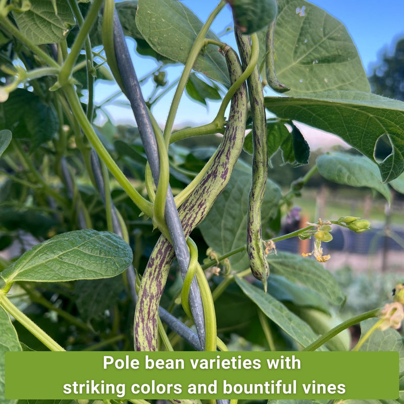 pole bean seed collection pole bean varieties with striking colors and bountiful vines