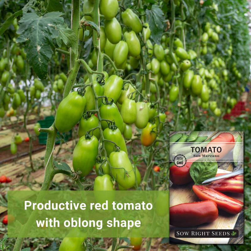 san marzano tomato productive red tomato with oblong shape