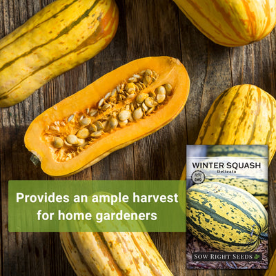 delicata winter squash seeds provides an ample harvest for home gardeners