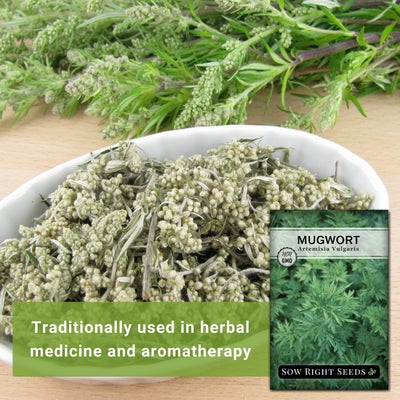 mugwort seeds traditionally used in herbal medicine and aromatherapy