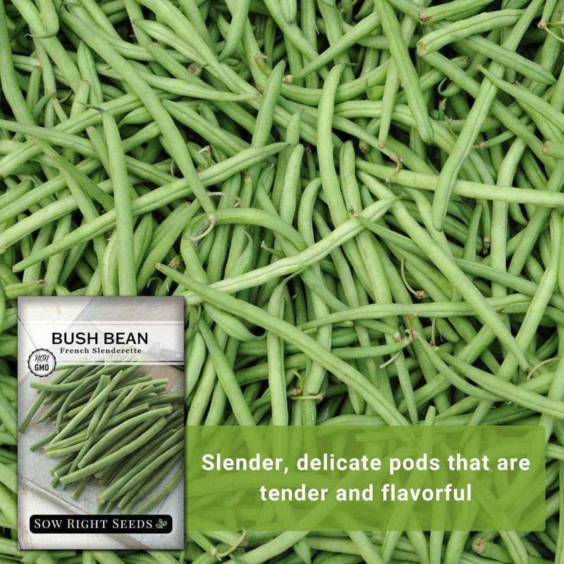 french slenderette bush bean seeds slender delicate pods that are tender and flavorful