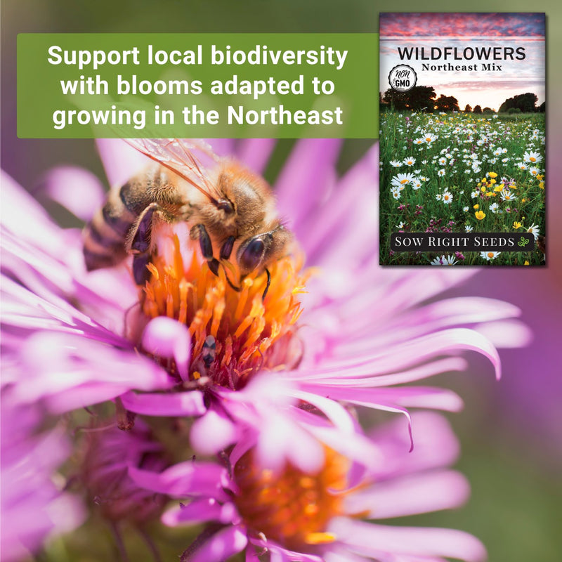 northeast mix wildflowers seeds support local biodiversity with blooms adapted to growing in the northeast