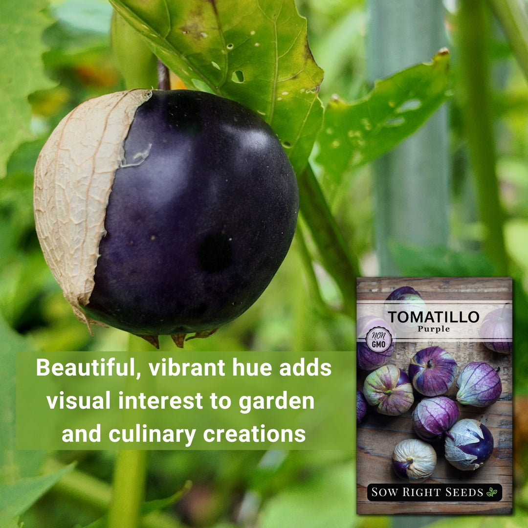 Purple Tomatillo – Sow Right Seeds