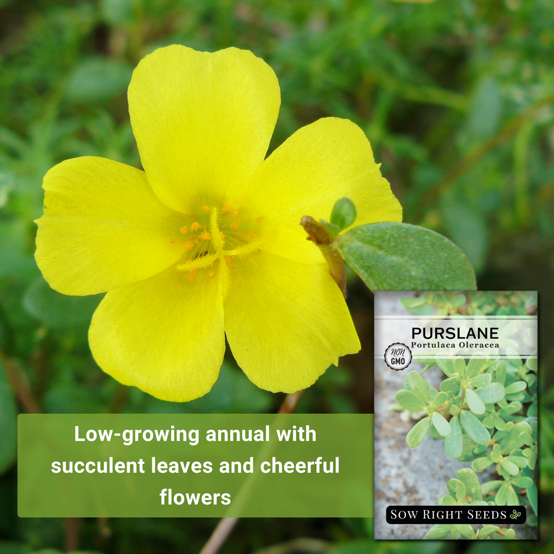damiana plant seeds Sow Right Seeds - Purslane Seeds for Planting - Non-GMO Heirloom Packet with Instructions to Grow an Outdoor or Indoor Vegetable Garden