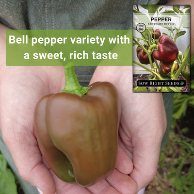 chocolate beauty pepper seeds bell pepper variety with a sweet rich taste