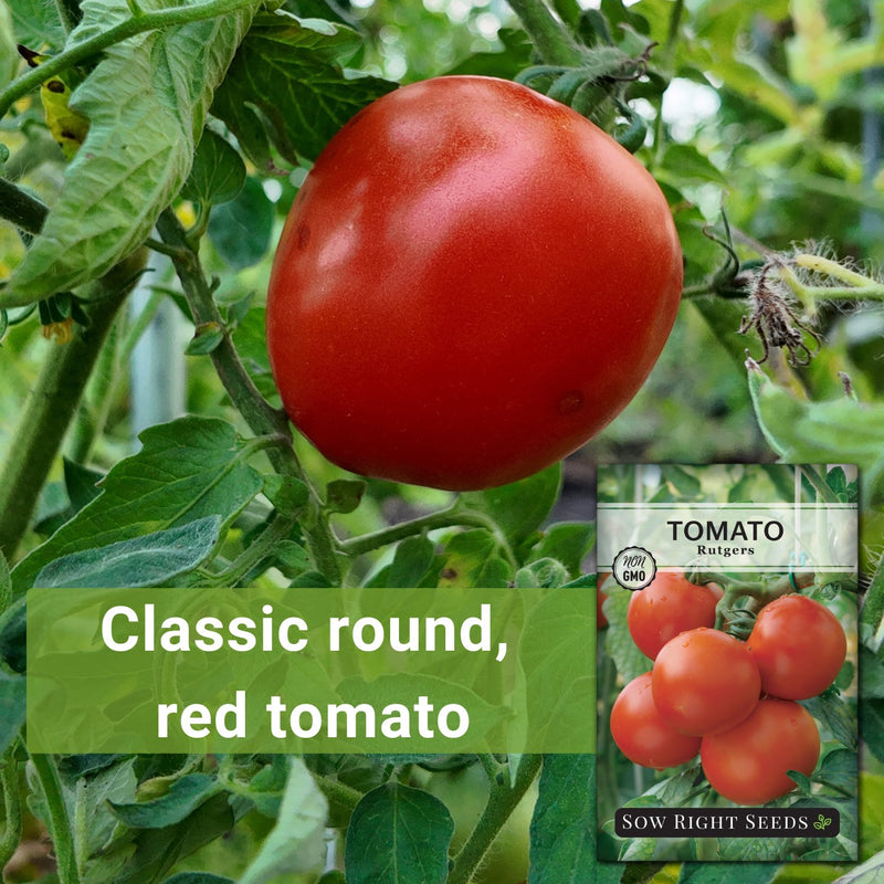 Rutgers Tomato Seeds