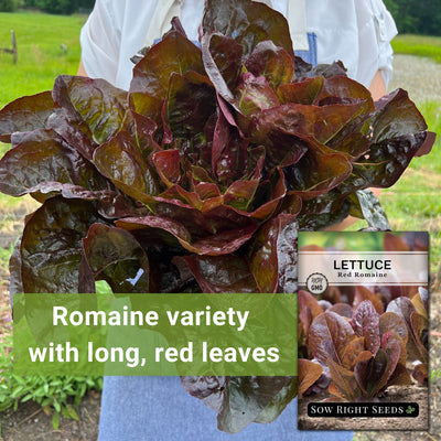 red romaine lettuce seeds romaine variety with long red leaves