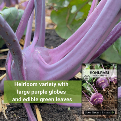 Purple Vienna Kohlrabi