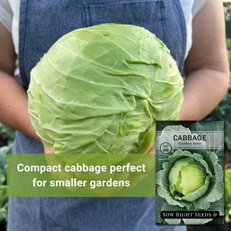 golden acre cabbage seeds compact cabbage perfect for smaller gardens