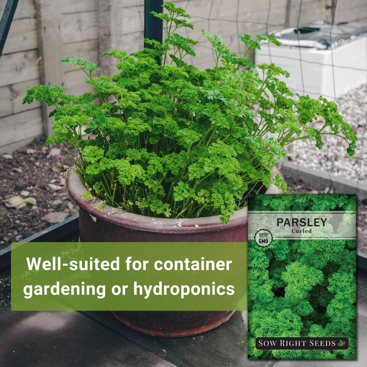 planting parsley seeds outdoors Curled Parsley Seeds for Planting