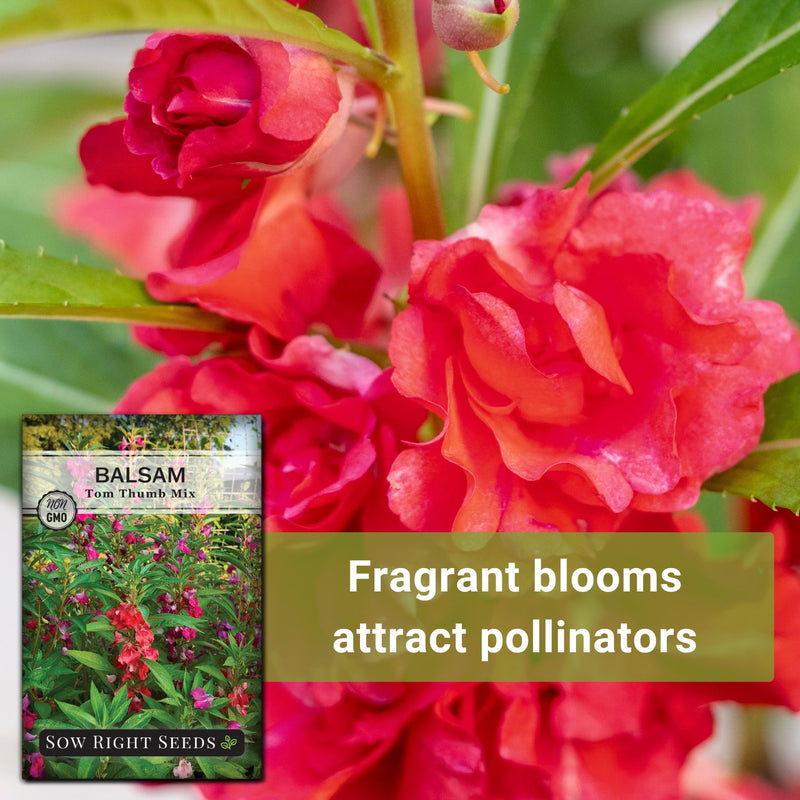 tom thumb mix balsam seeds fragrant blooms attract pollinators