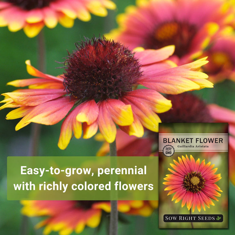 blanket flower easy to grow, perennial with richly colored flowers