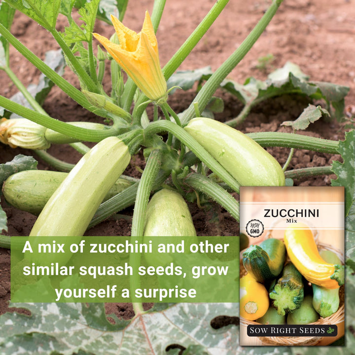 planting zucchini seeds Mixed Zucchini Seeds for Planting