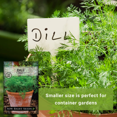 compact dill seeds smaller size is perfect for container gardens