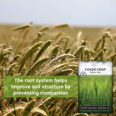 winter rye cover crop seeds the root system helps improve soil structure by preventing compaction