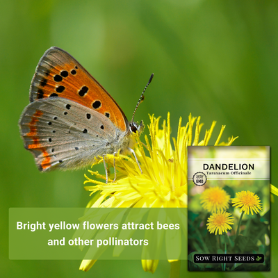 common dandelion seeds bright yellow flowers attract bees and other pollinators